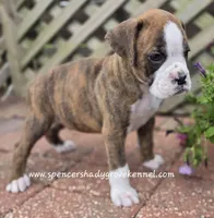 Dandy, a male Boxer for sale in Cabool, MO – Photo 9 of 10