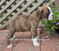 Dandy, a male Boxer for sale in Cabool, MO – Photo 7 of 10