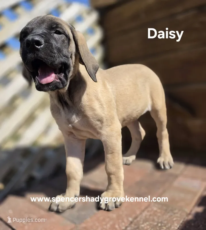 Daisy – English Mastiff puppy for sale in Cabool, MO