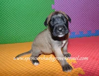 Hilda, a female English Mastiff for sale in Cabool, MO – 5 of 10