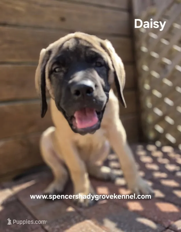 Daisy – English Mastiff puppy for sale in Cabool, MO