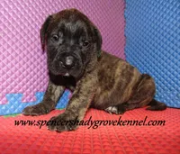 Dakota, a male English Mastiff for sale in Cabool, MO – 2 of 10