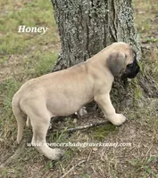 Honey, a female English Mastiff for sale in Cabool, MO – 6 of 10