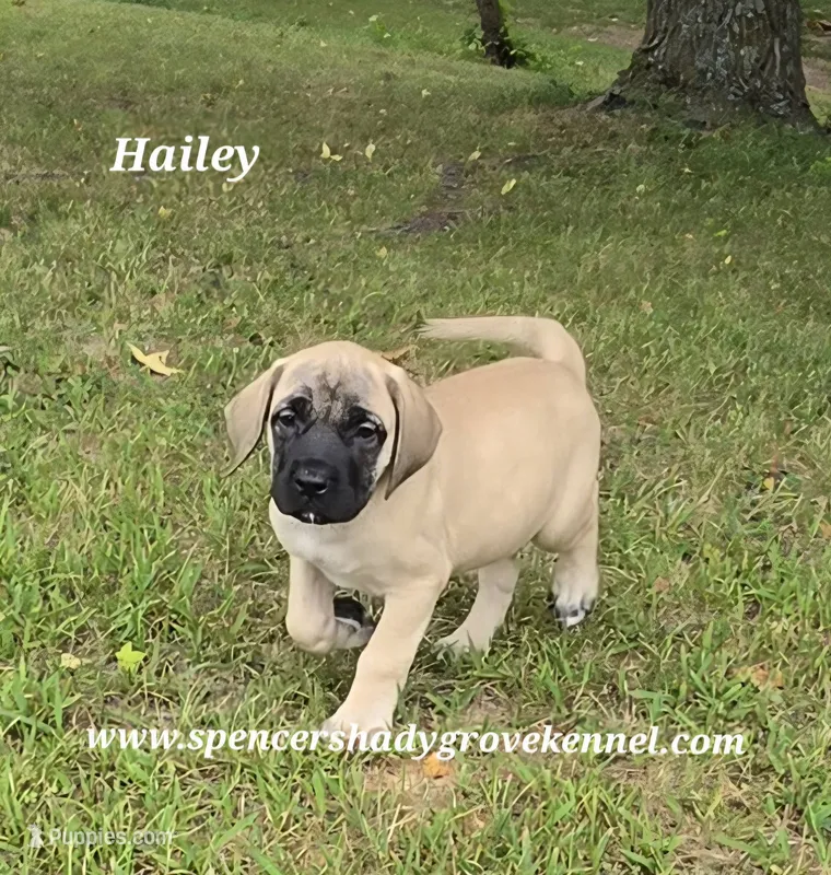 Hailey – English Mastiff puppy for sale in Cabool, MO