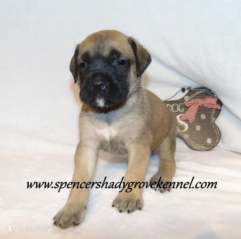 Holly – English Mastiff puppy for sale in Cabool, MO