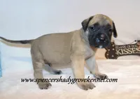 Hoss, a male English Mastiff for sale in Cabool, MO – 6 of 10