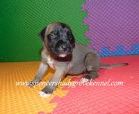 Honey, a female English Mastiff for sale in Cabool, MO – 3 of 10
