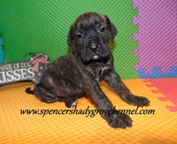 Darby, a female English Mastiff for sale in Cabool, MO – 1 of 10