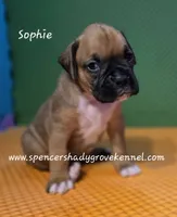 Sophie, a female Boxer for sale in Cabool, MO – 2 of 10