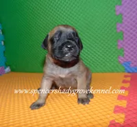 Heidi, a female English Mastiff for sale in Cabool, MO – 7 of 10