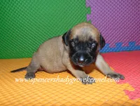 Heidi, a female English Mastiff for sale in Cabool, MO – 10 of 10