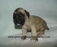 Hunter, a male English Mastiff for sale in Cabool, MO – 9 of 10