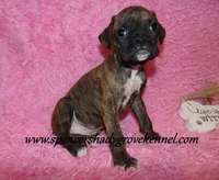 Rusty, a male Boxer for sale in Cabool, MO – Photo 2 of 10