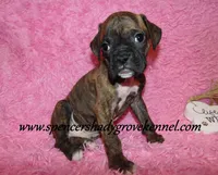 Rusty, a male Boxer for sale in Cabool, MO – Photo 5 of 10