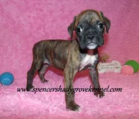 Rusty, a male Boxer for sale in Cabool, MO – Photo 8 of 10