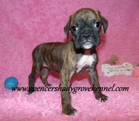 Rusty, a male Boxer for sale in Cabool, MO – Photo 7 of 10
