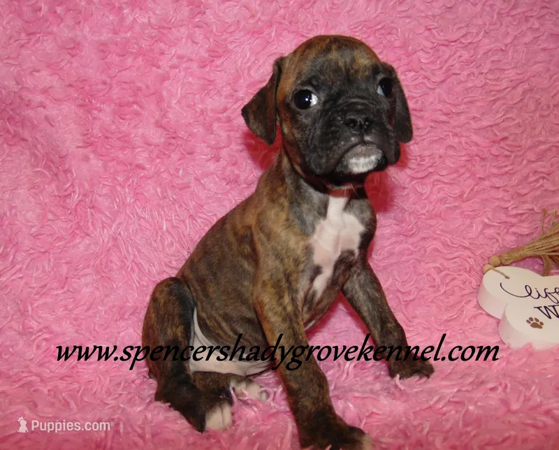 Rusty – Boxer puppy for sale in Cabool, MO