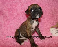 Rusty, a male Boxer for sale in Cabool, MO – Photo 3 of 10