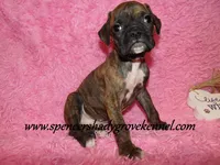 Rusty, a male Boxer for sale in Cabool, MO – Photo 6 of 10