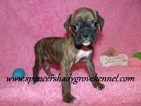 Rusty, a male Boxer for sale in Cabool, MO – Photo 9 of 10