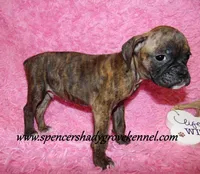 Rusty, a male Boxer for sale in Cabool, MO – Photo 4 of 10