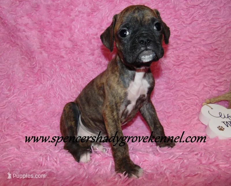 Rusty – Boxer puppy for sale in Cabool, MO