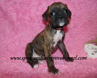 Rusty, a male Boxer for sale in Cabool, MO – Photo 1 of 10