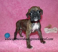 Rusty, a male Boxer for sale in Cabool, MO – Photo 10 of 10