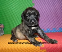 Dixie, a female English Mastiff for sale in Cabool, MO – 4 of 10