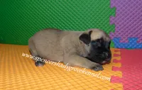 Hailey, a female English Mastiff for sale in Cabool, MO – 2 of 10