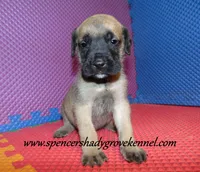 Dozer, a male English Mastiff for sale in Cabool, MO – 2 of 10
