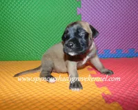 Hilda, a female English Mastiff for sale in Cabool, MO – 6 of 10