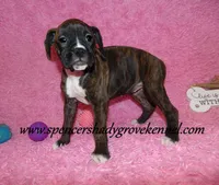 Roxie, a female Boxer for sale in Cabool, MO – Photo 6 of 10