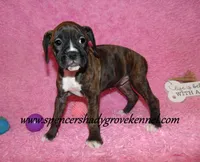 Roxie, a female Boxer for sale in Cabool, MO – Photo 2 of 10