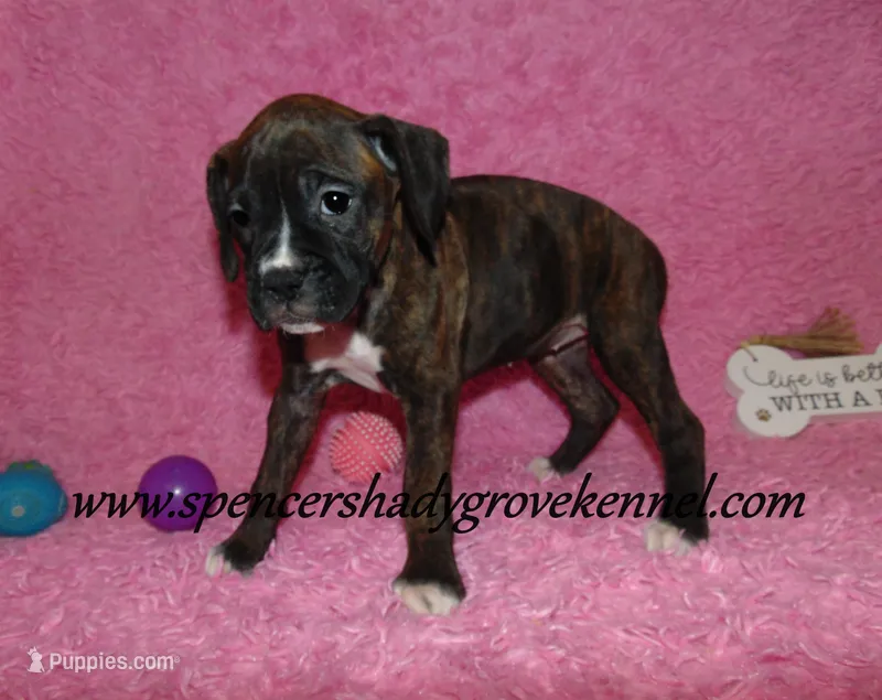 Roxie – Boxer puppy for sale in Cabool, MO