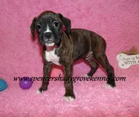 Roxie, a female Boxer for sale in Cabool, MO – Photo 4 of 10