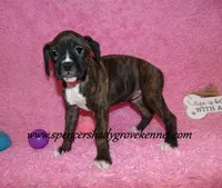 Roxie, a female Boxer for sale in Cabool, MO – Photo 3 of 10