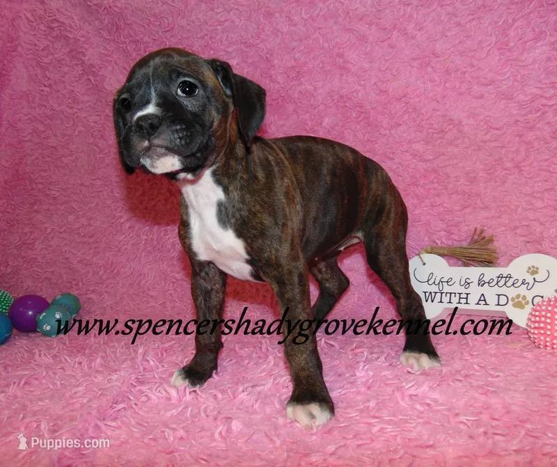 Roxie – Boxer puppy for sale in Cabool, MO