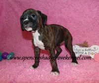 Roxie, a female Boxer for sale in Cabool, MO – Photo 10 of 10