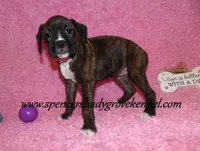 Roxie, a female Boxer for sale in Cabool, MO – Photo 5 of 10