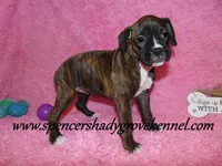 Roxie, a female Boxer for sale in Cabool, MO – Photo 7 of 10