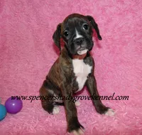 Roxie, a female Boxer for sale in Cabool, MO – Photo 9 of 10