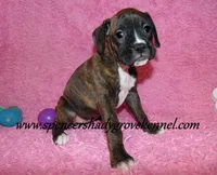 Roxie, a female Boxer for sale in Cabool, MO – Photo 8 of 10
