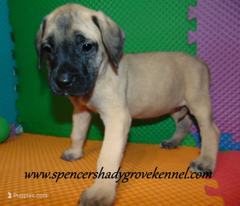 Hope – English Mastiff puppy for sale in Cabool, MO