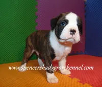 Bo, a male Boxer for sale in Cabool, MO – 10 of 10