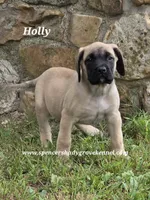 Holly, a female English Mastiff for sale in Cabool, MO – 1 of 10