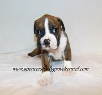 Dandy, a male Boxer for sale in Cabool, MO – 9 of 10