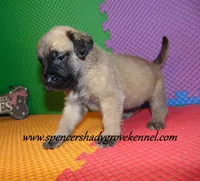 Dallas, a male English Mastiff for sale in Cabool, MO – 4 of 10