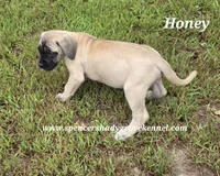 Honey, a female English Mastiff for sale in Cabool, MO – 10 of 10