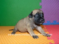 Heidi, a female English Mastiff for sale in Cabool, MO – 8 of 10